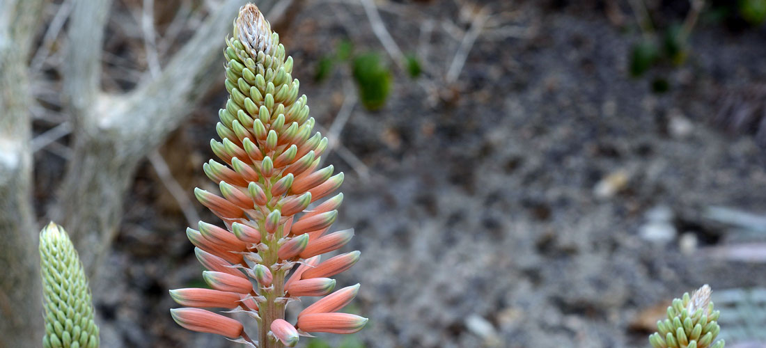 Aloe vera